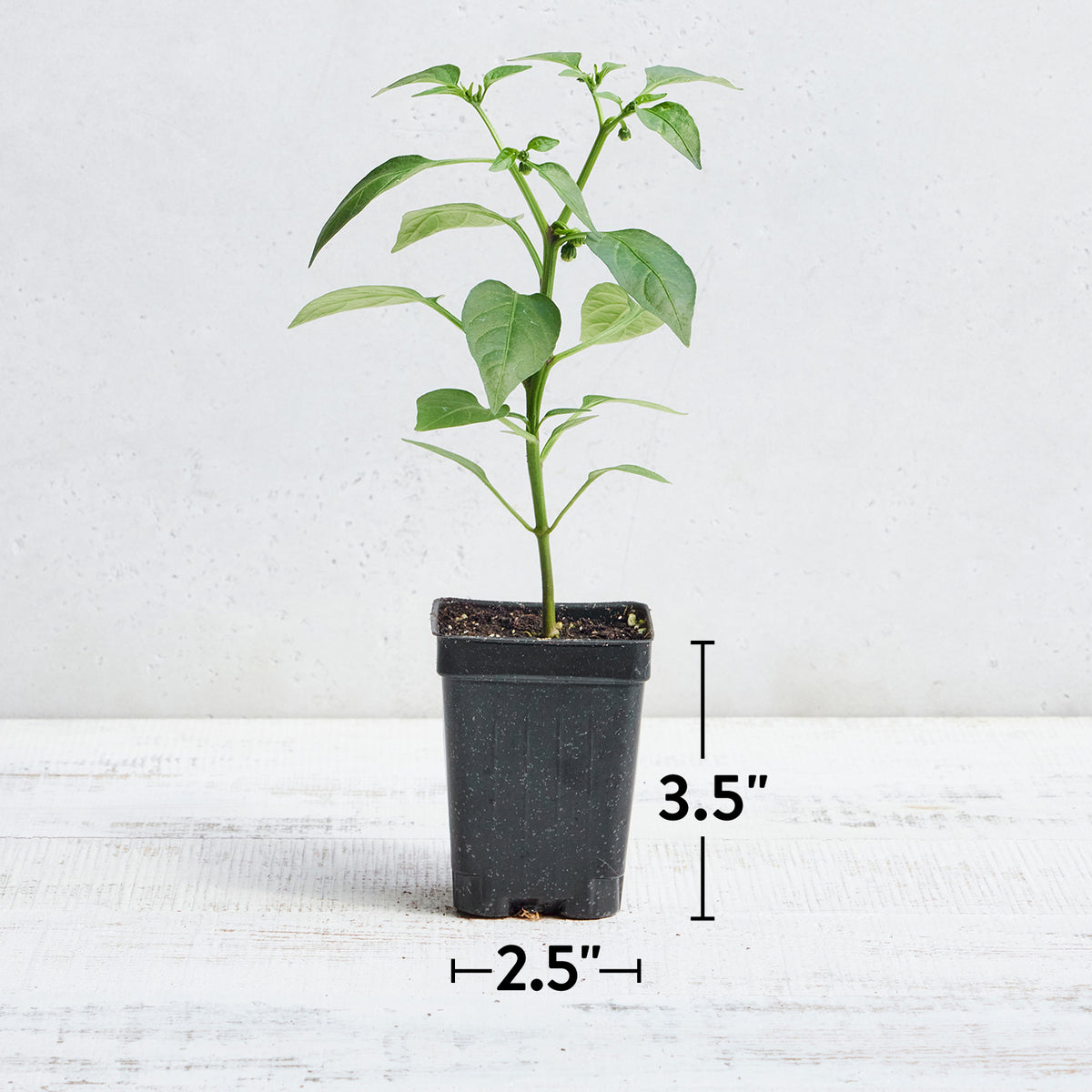 Emerald Giant Sweet Pepper