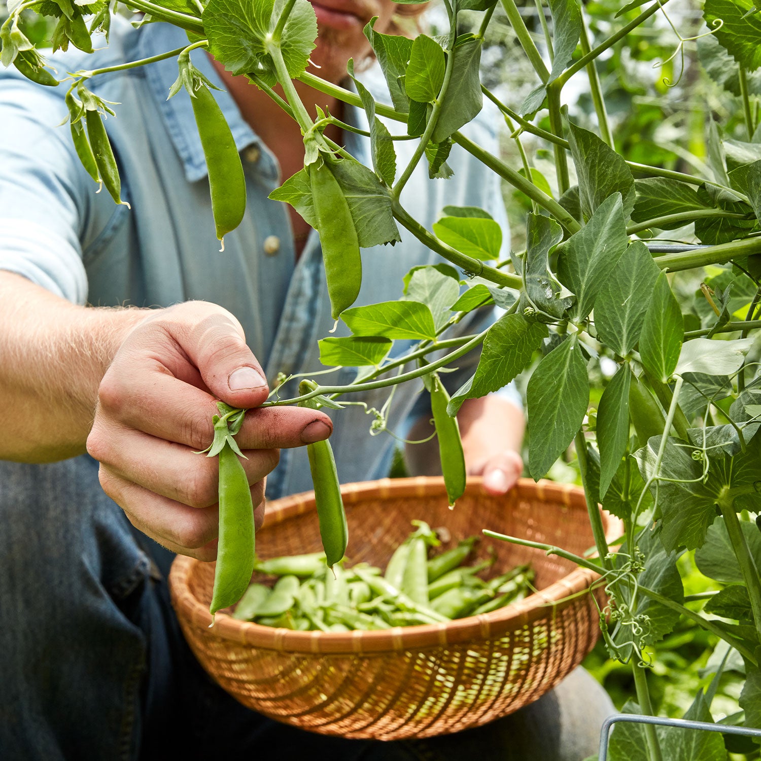Super Sugar Snap Pea