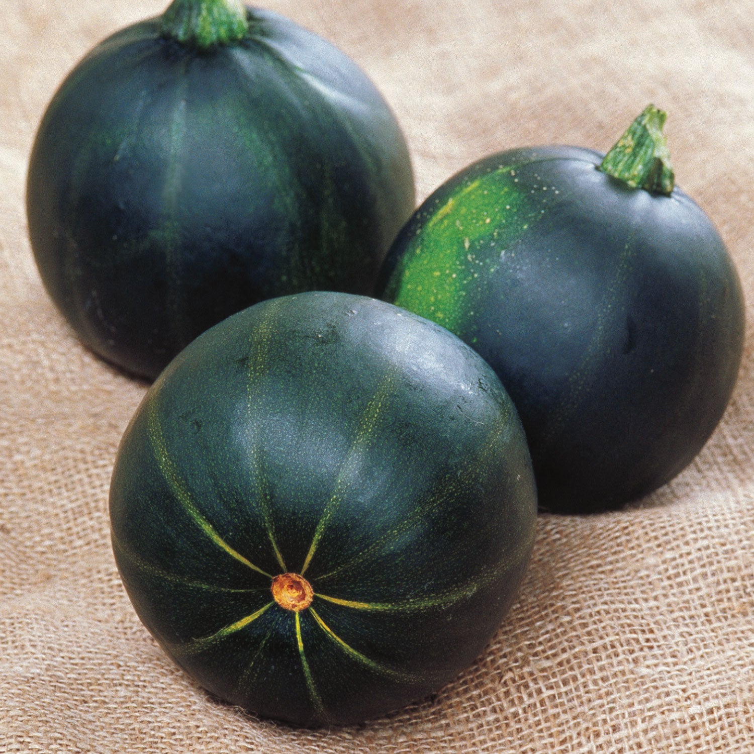 Eight Ball Zucchini Summer Squash
