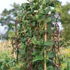 Asparagus Red Podded Bean