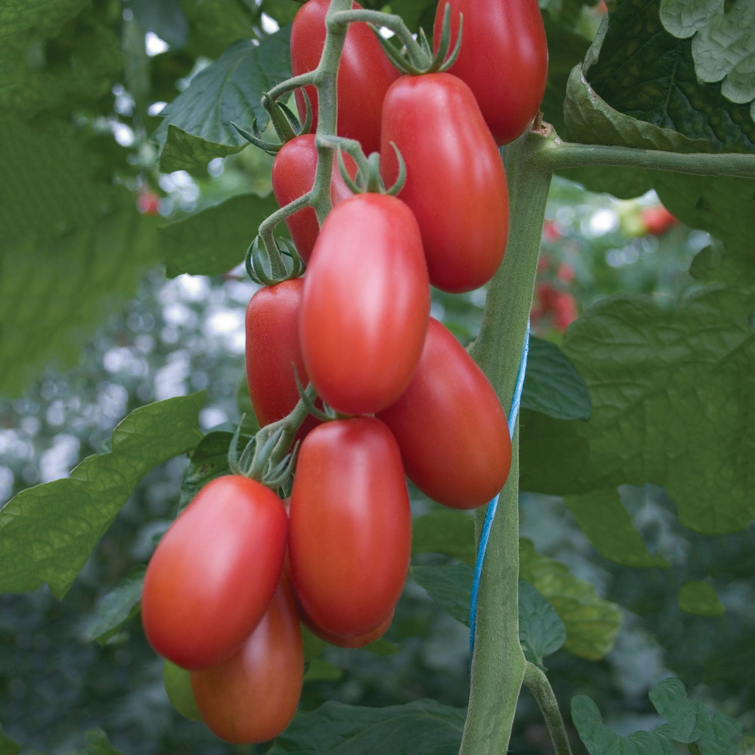 Little Mama Tomato