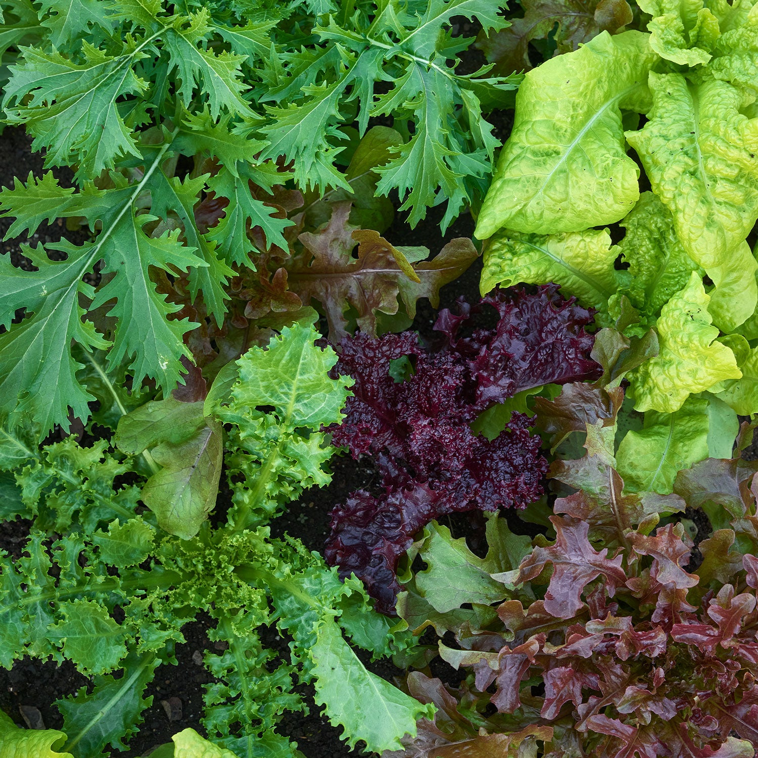 Salad Fresh Cutting Mix Mesclun