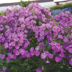 Cover Girl Phlox Paniculata