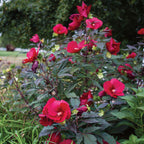 Midnight Marvel Hibiscus