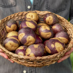 Masquerade Potato Tubers