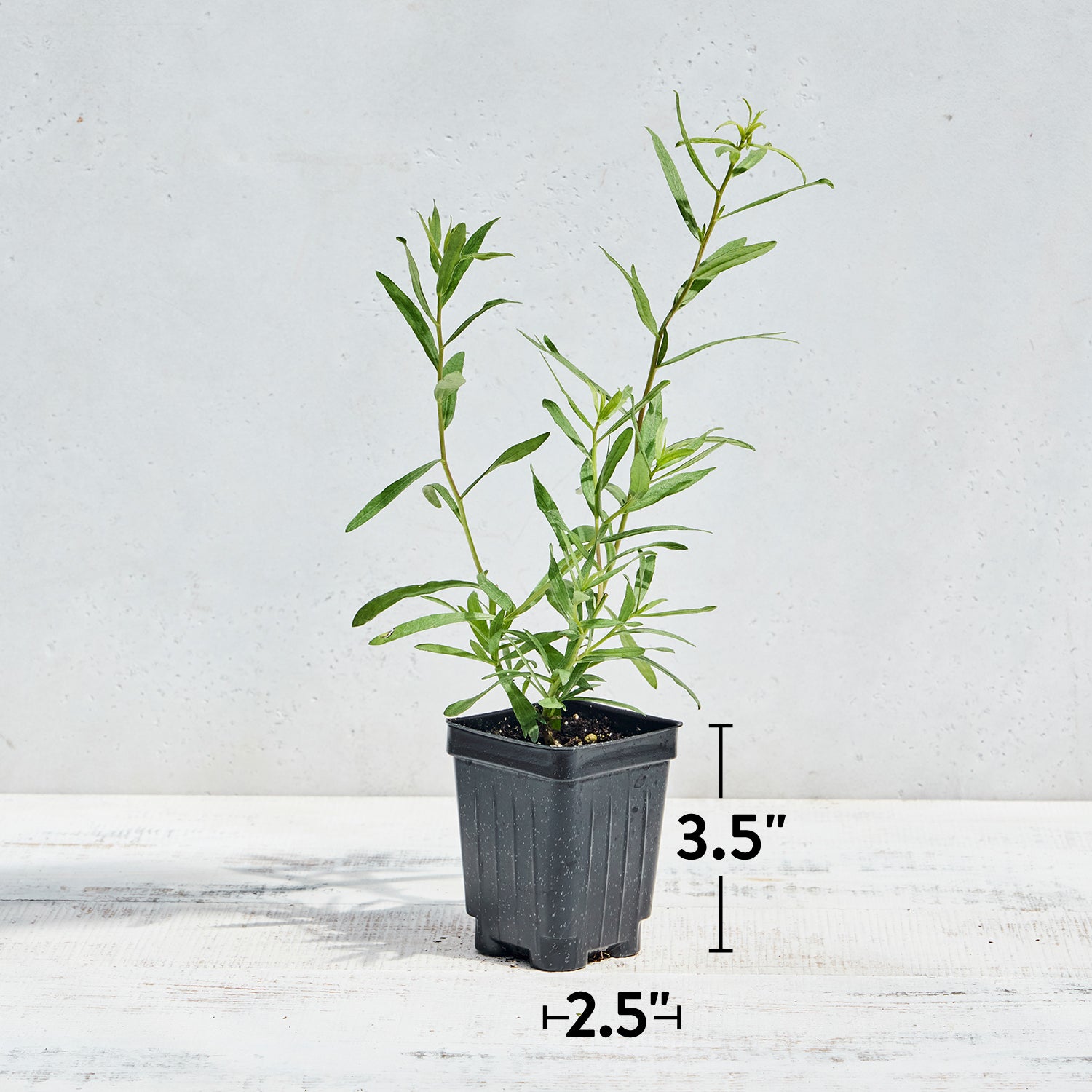 French Tarragon