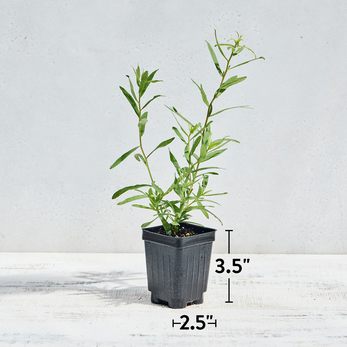 French Tarragon