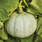 Harvest Moon Winter Squash