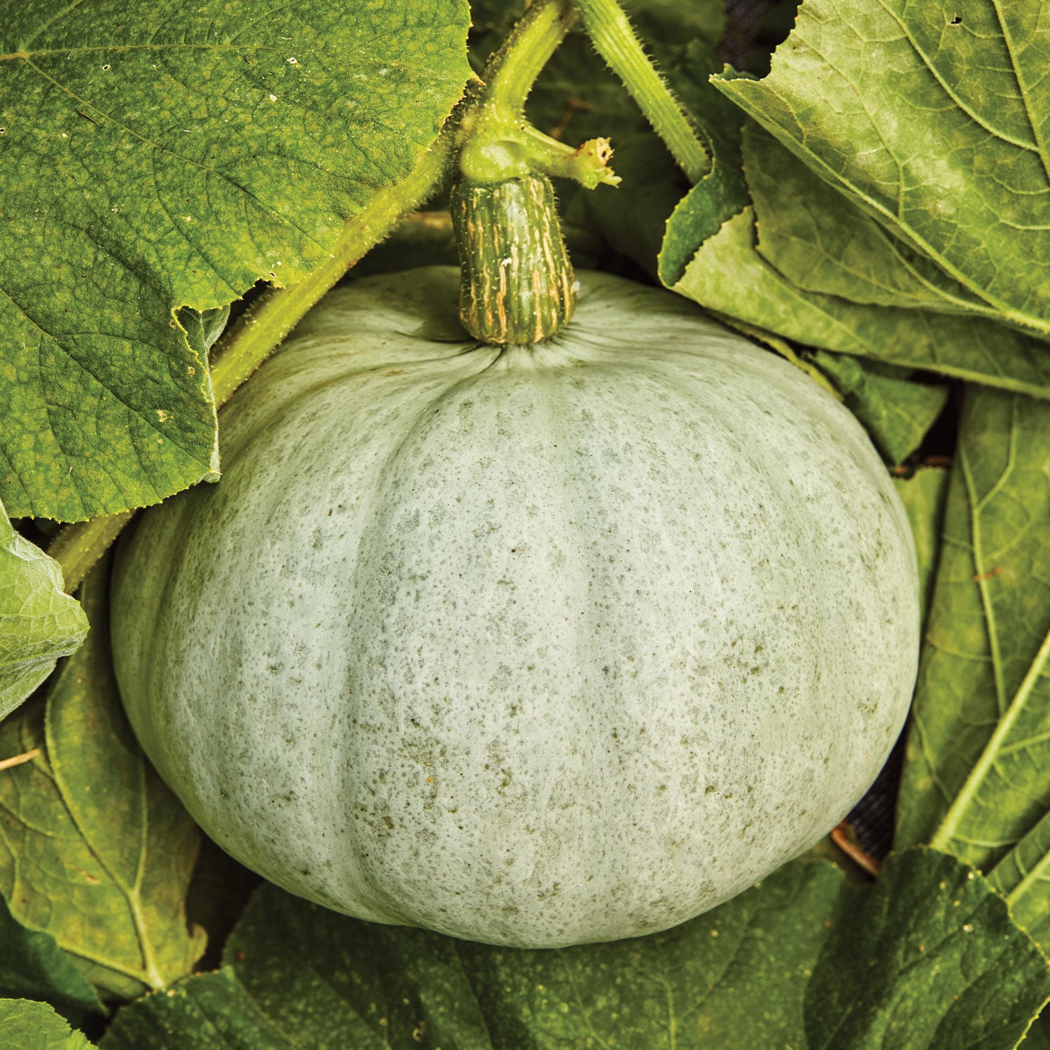 Harvest Moon Winter Squash
