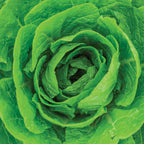 Barrel Head Napa Cabbage