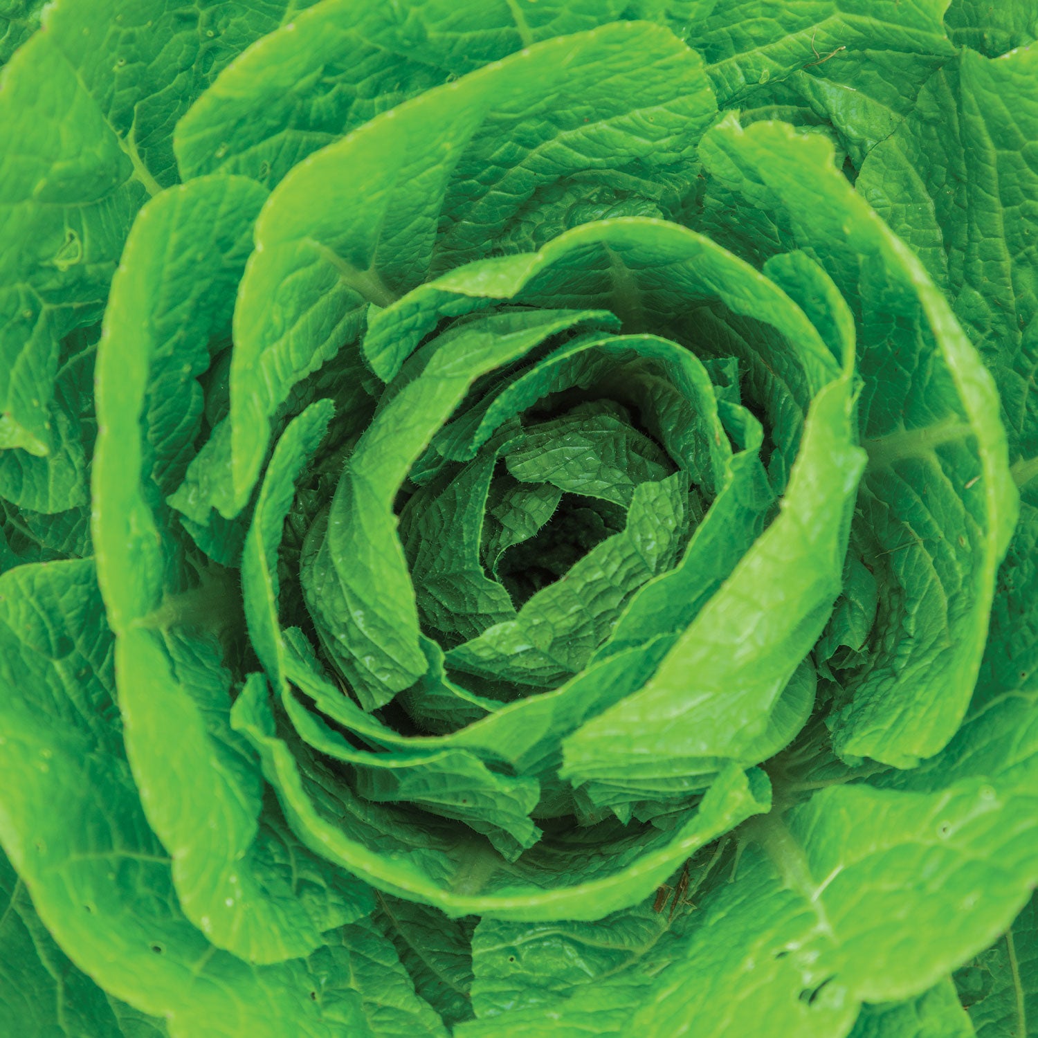 Barrel Head Napa Cabbage