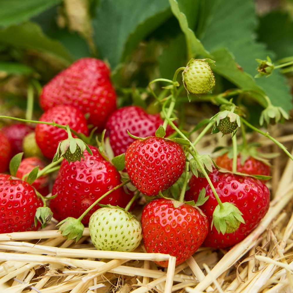 Yambu Strawberry Bare Roots