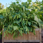 Lima Fordhook 242 Bush Bean