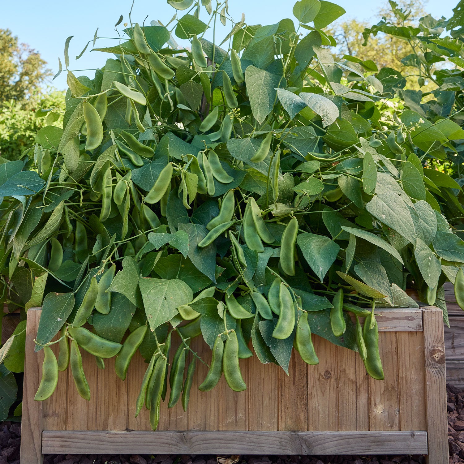 Lima Fordhook 242 Bush Bean