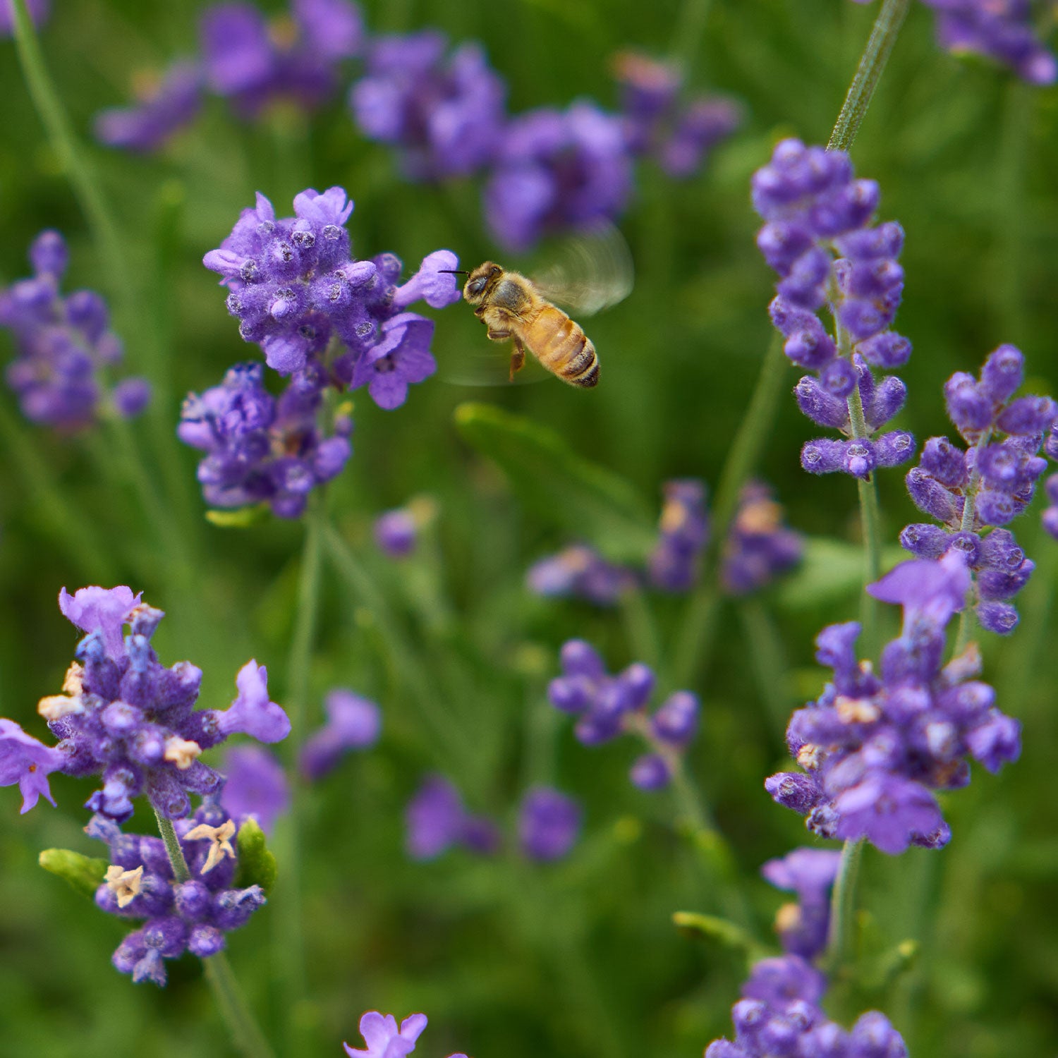Forever Blue Lavandula Angustifolia