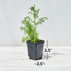 German Chamomile