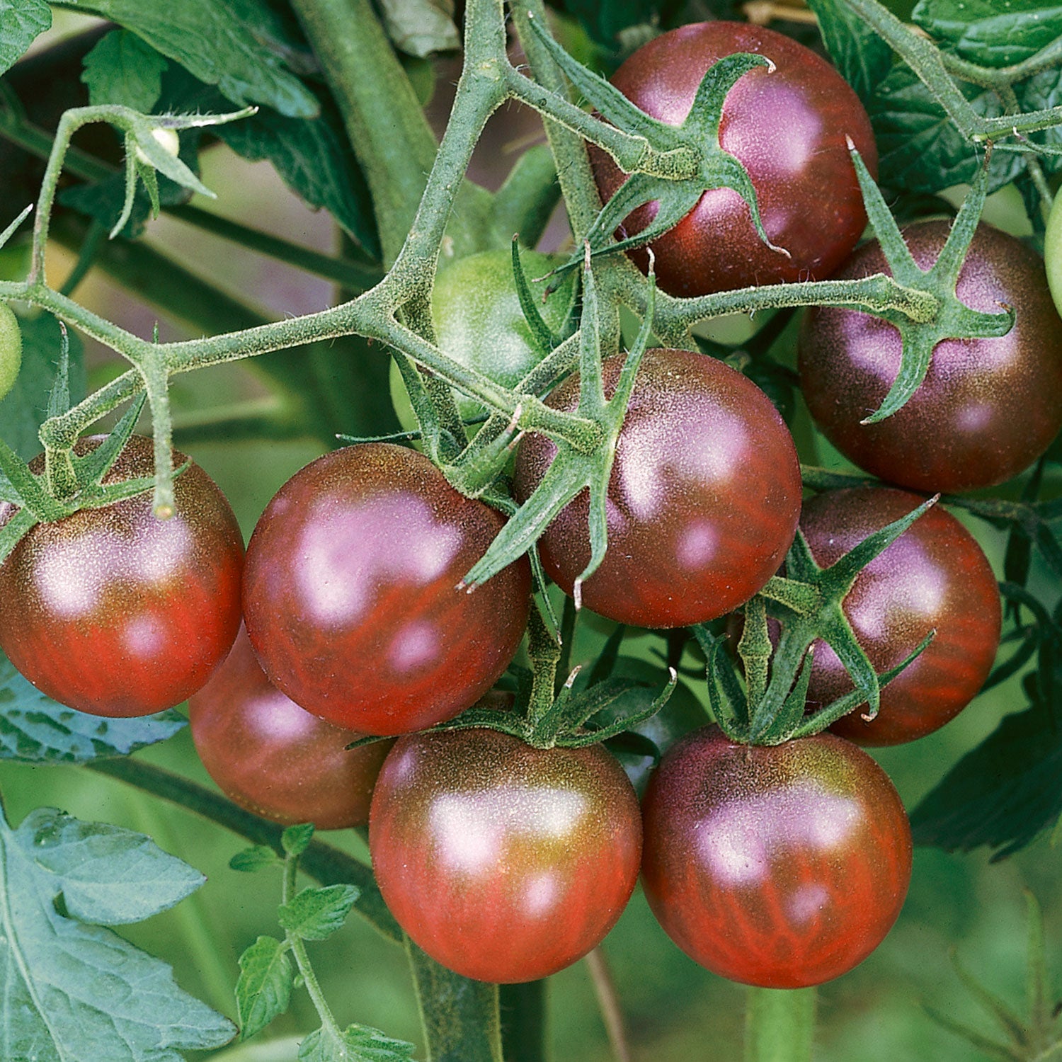 Black Cherry Tomato