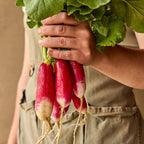 Fire N Ice Radish