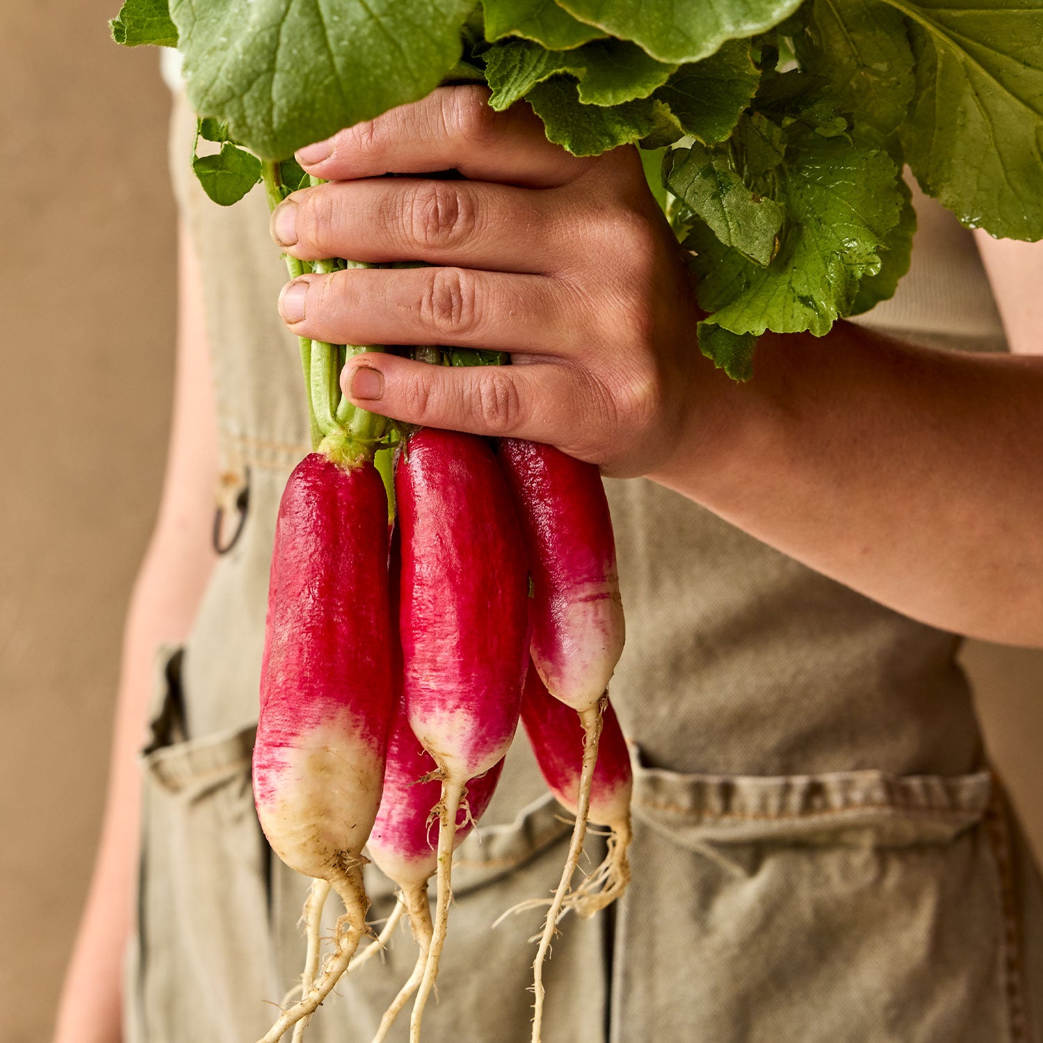 Fire N Ice Radish