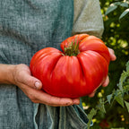 SteakHouse Tomato