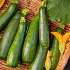 Burpee's Best Squash