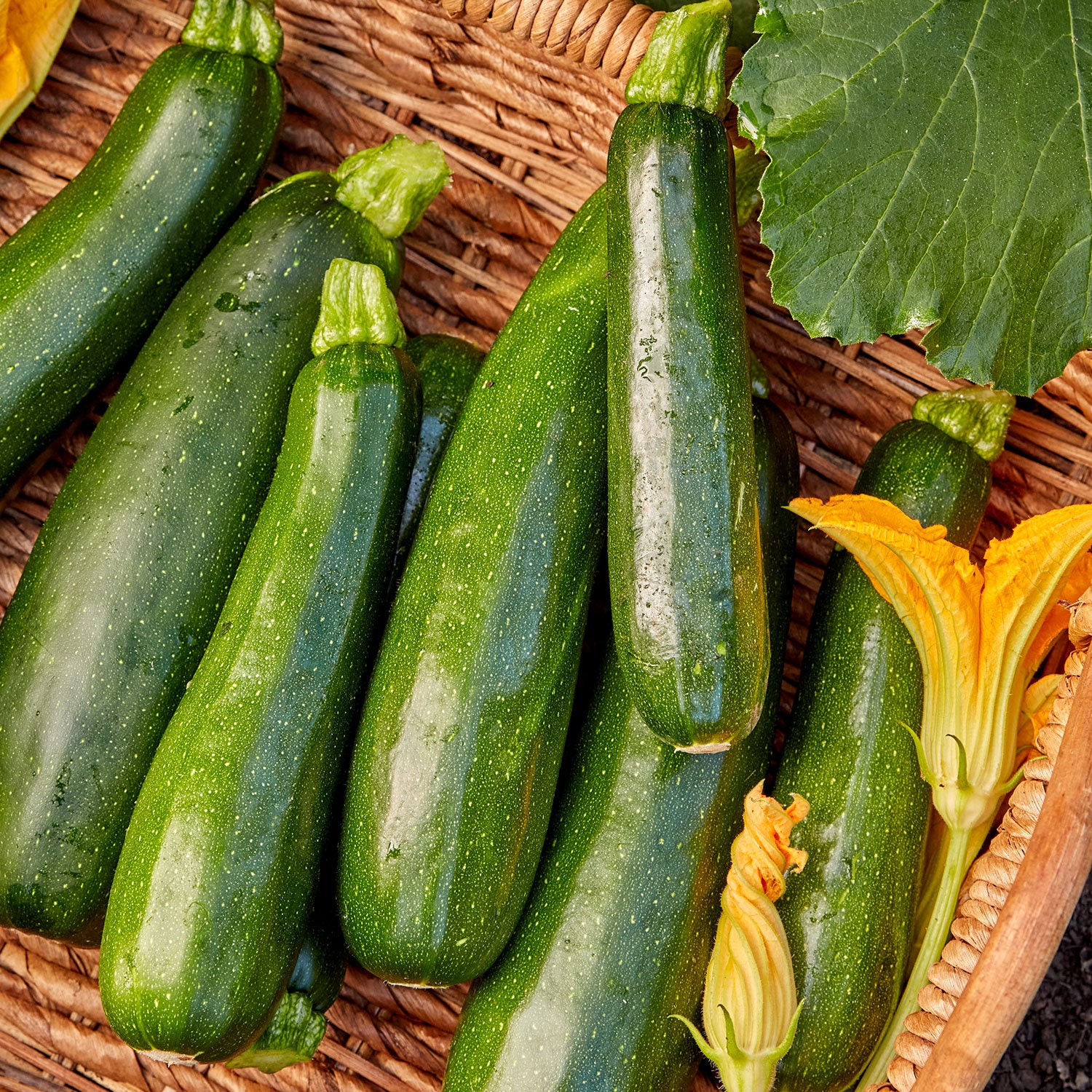 Burpee's Best Squash