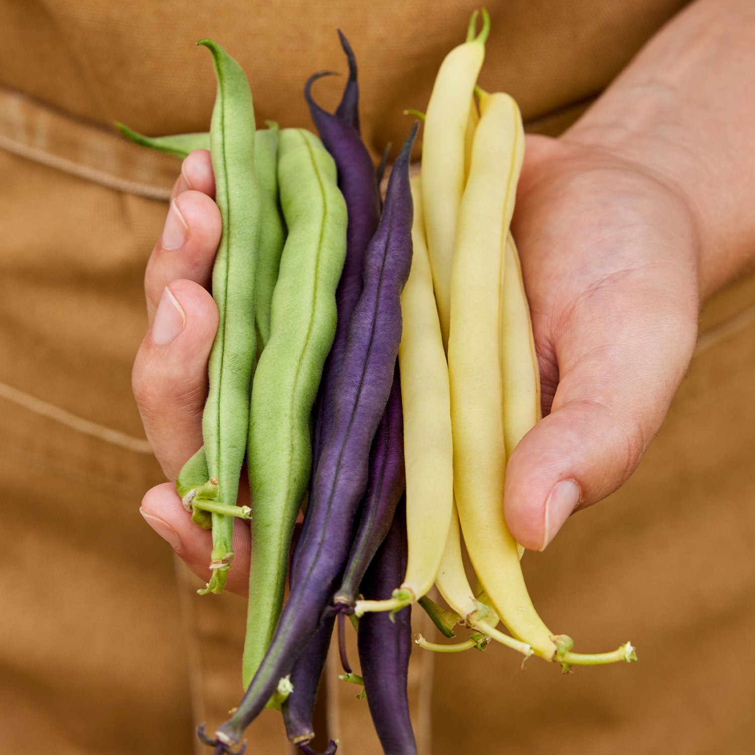 Three Color Blend Bean