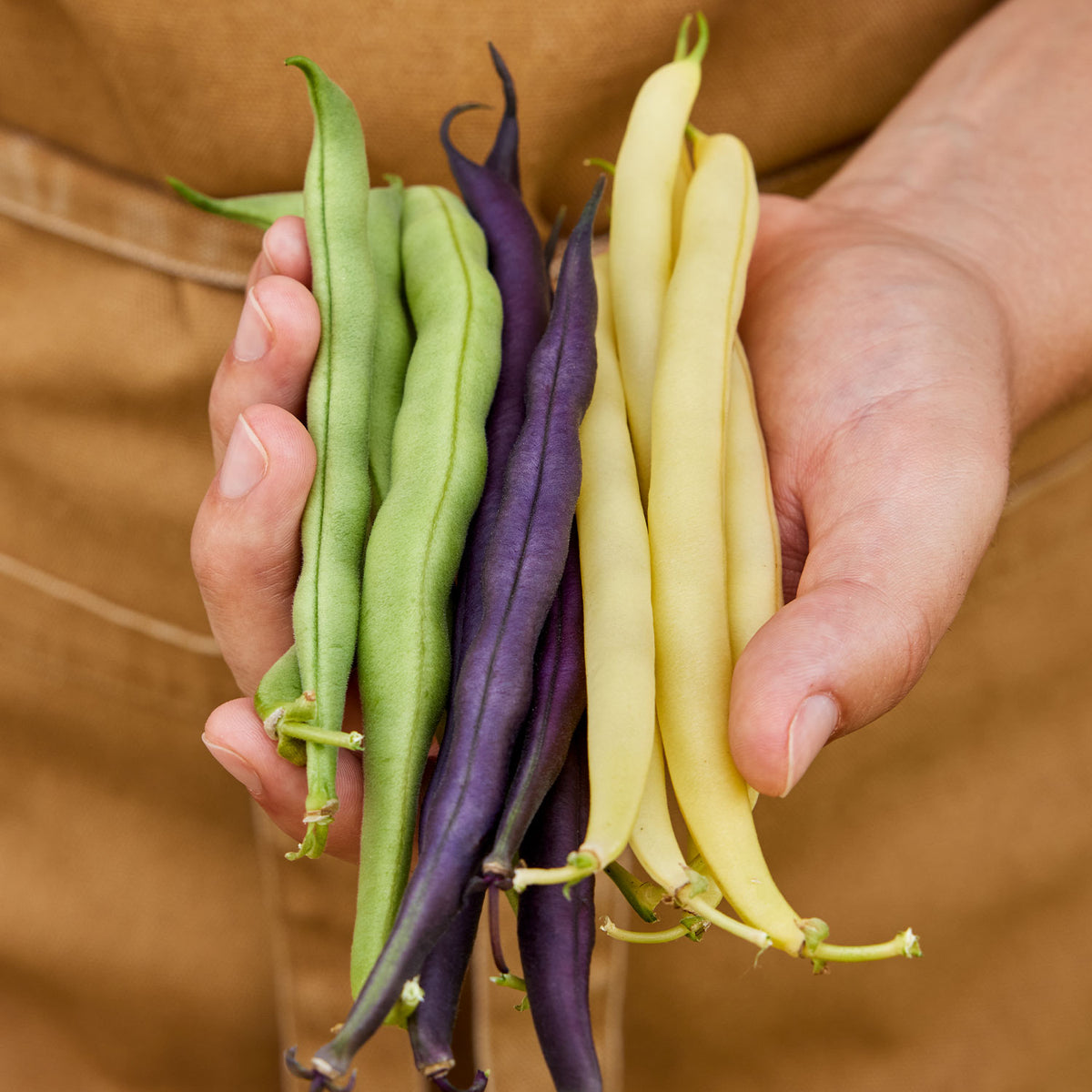 Three Color Blend Bean