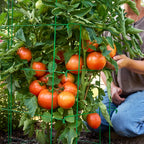 Bobcat Tomato