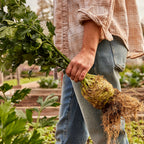 Brilliant Celeriac