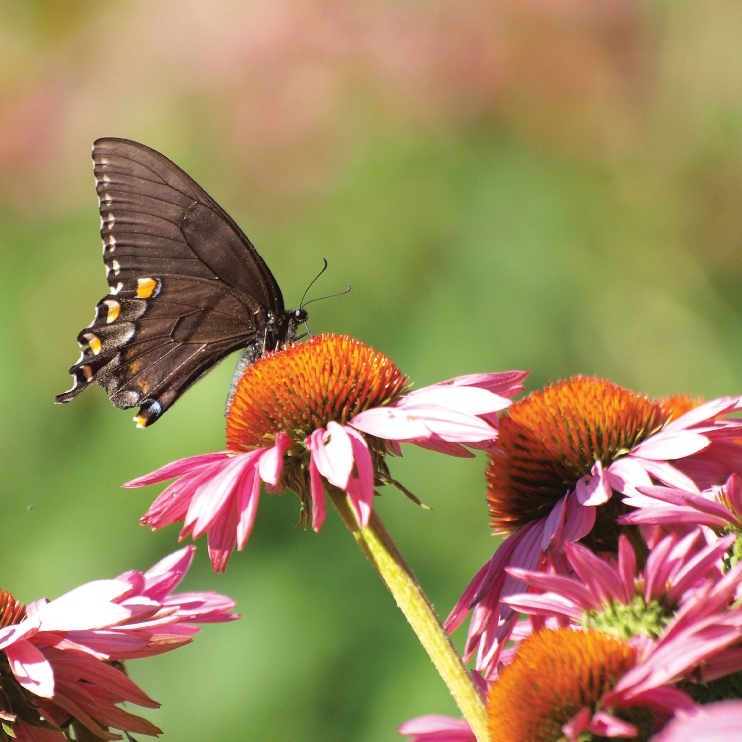 Magnus Echinacea