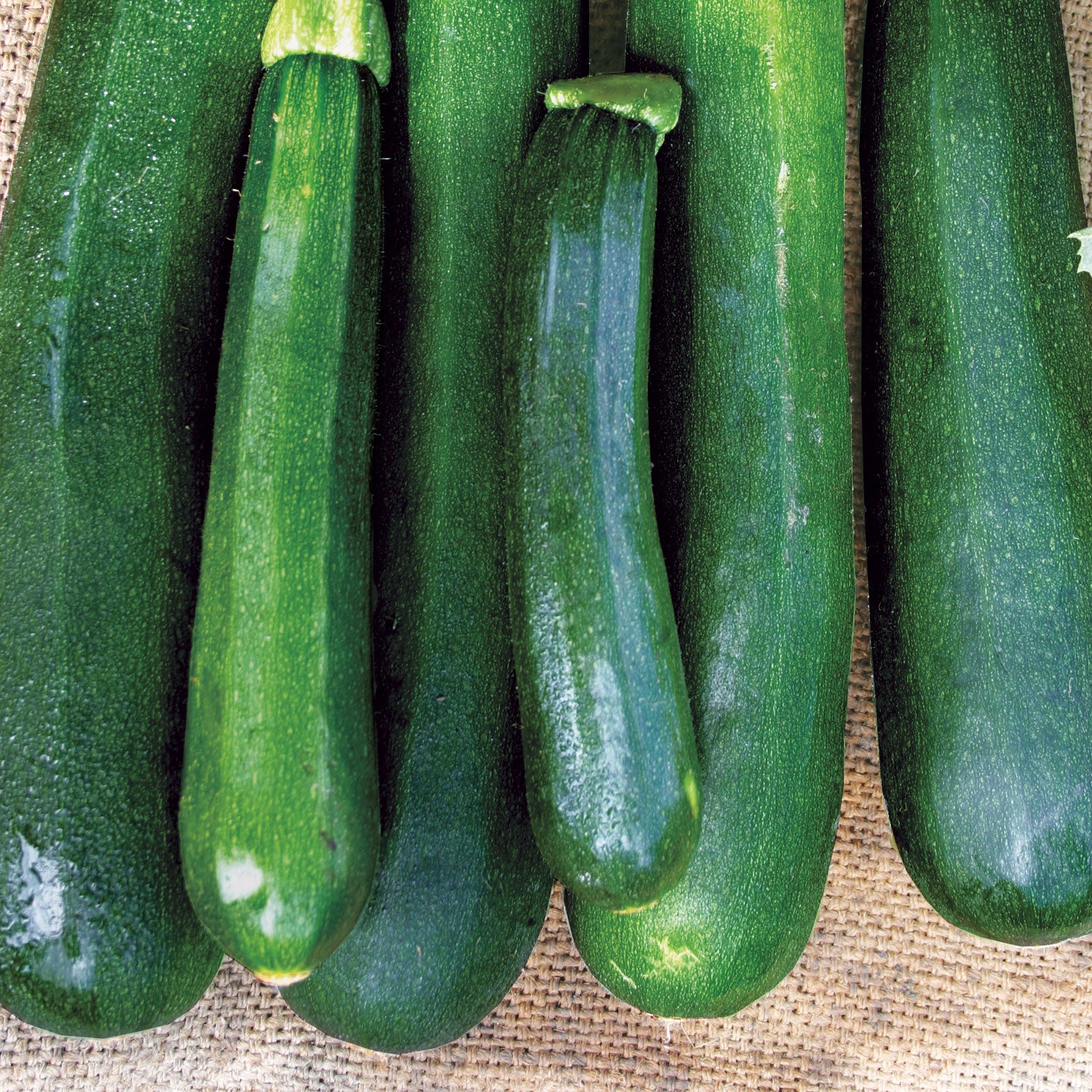 Black Beauty Zucchini Squash