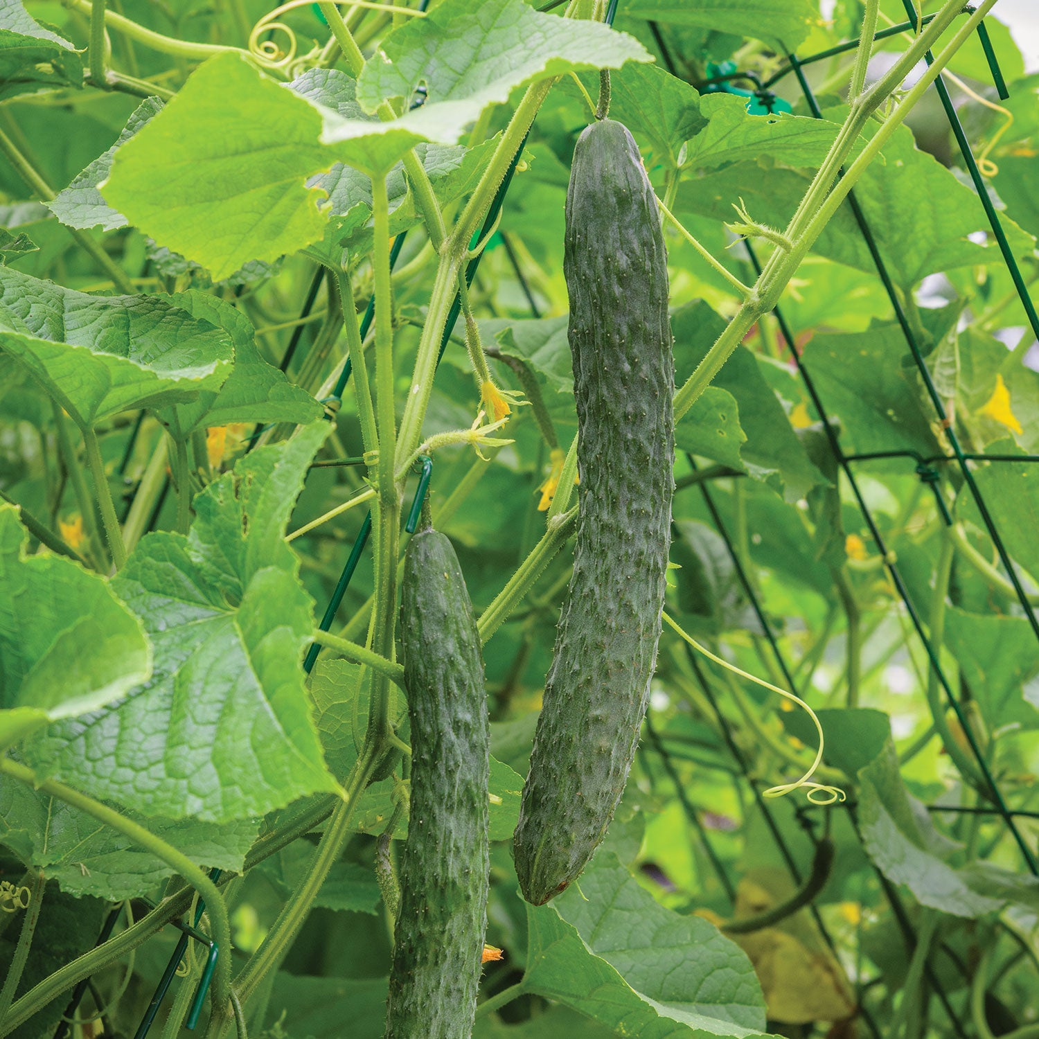 Dragon Suhyo Cucumber