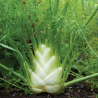 Florence Fennel