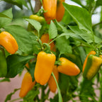 Yellow Pop Sweet Pepper