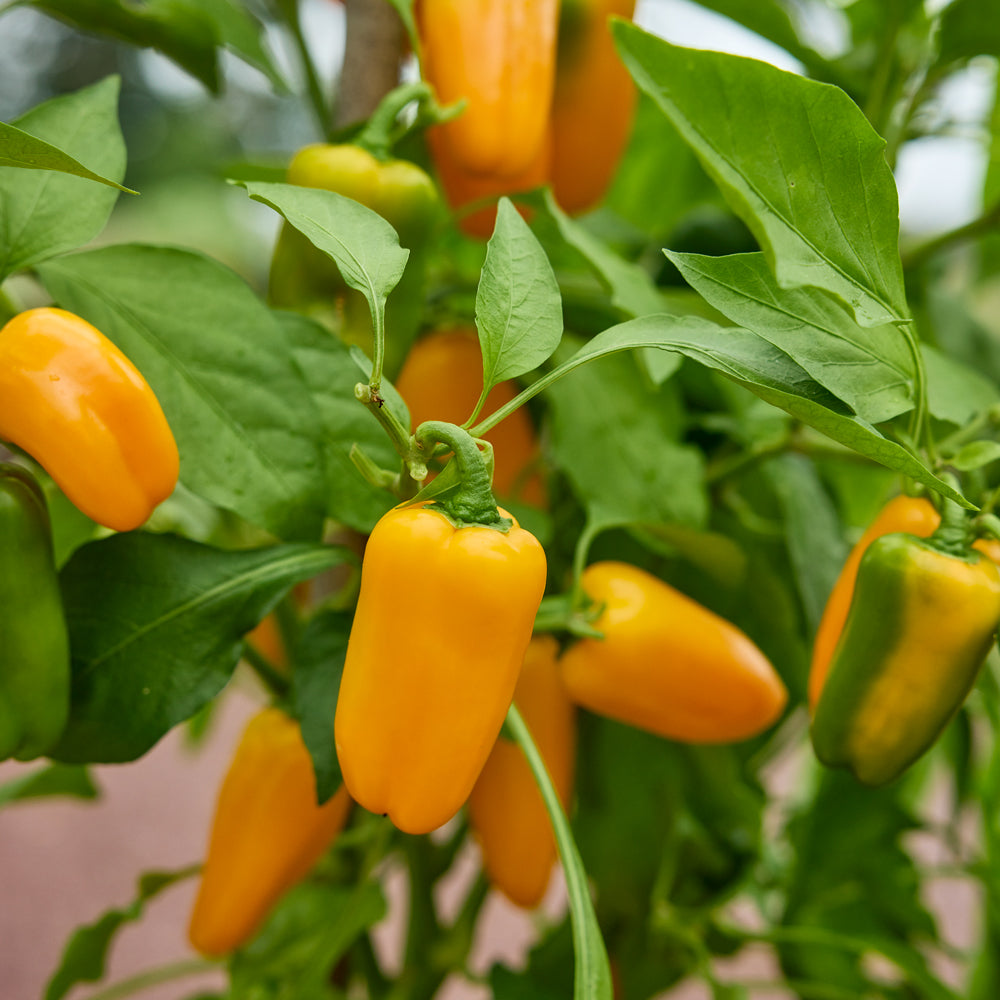 Yellow Pop Sweet Pepper