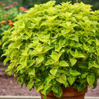 Electric Lime Coleus