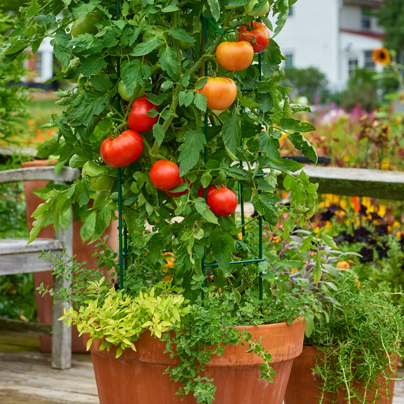 Heatmaster Tomato