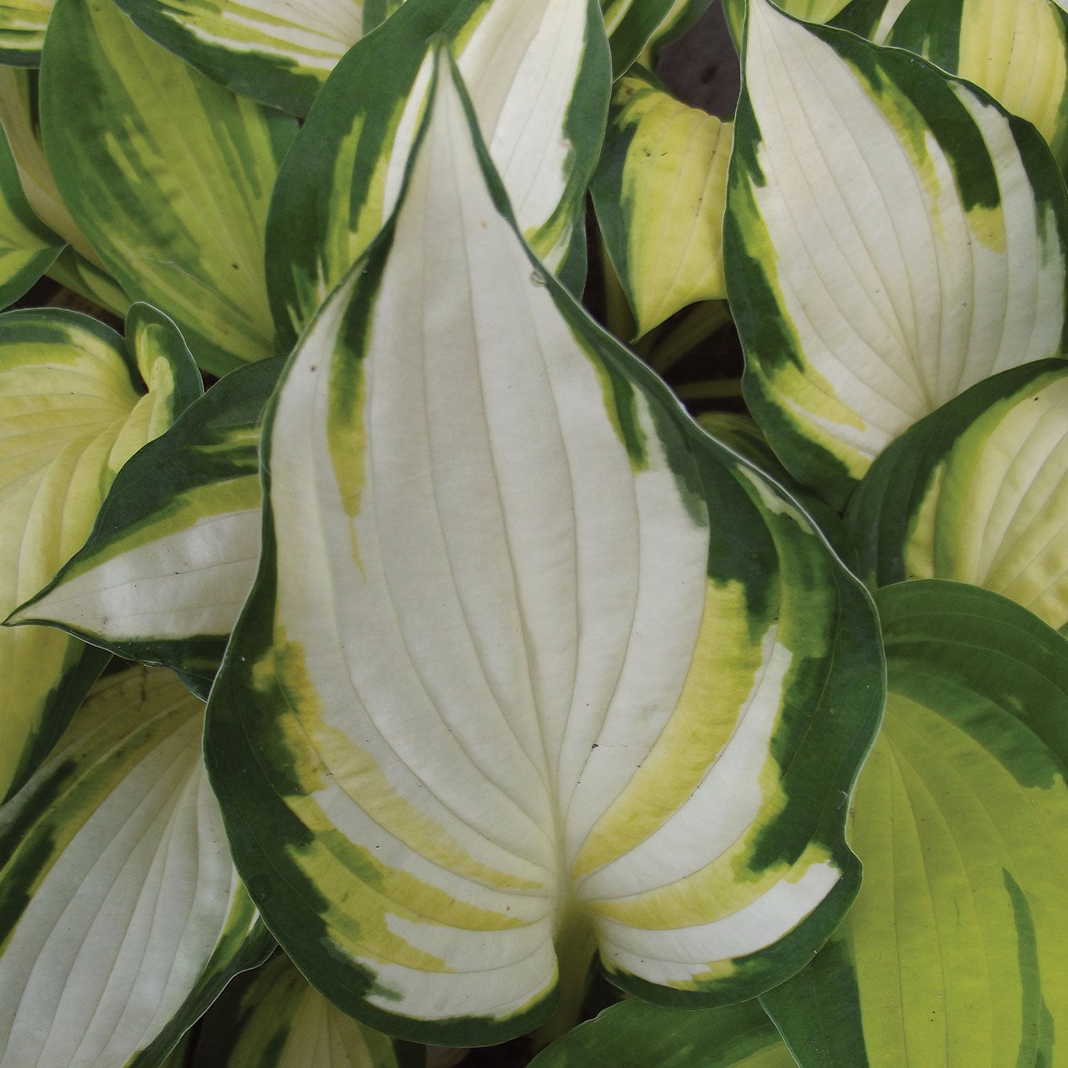 Color Festival Hosta Bare Roots