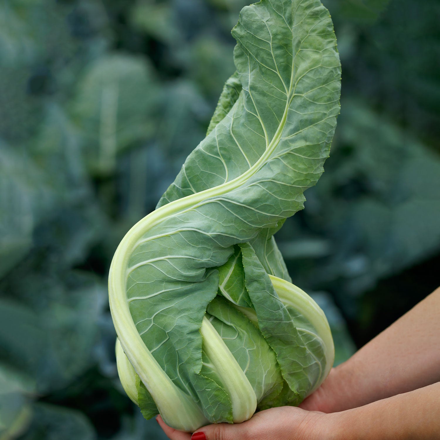 Twister Cauliflower