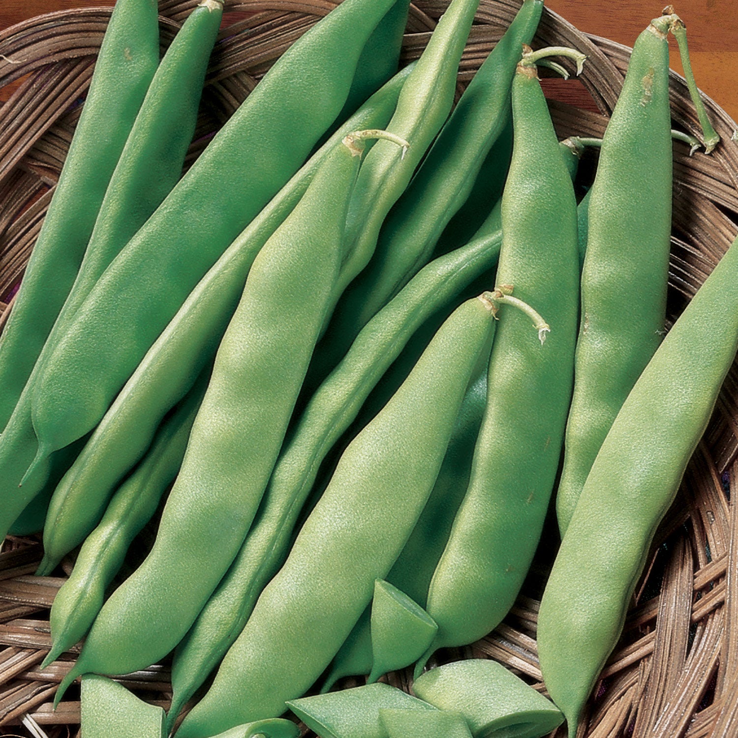 Early Bush Italian Bean
