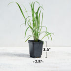 Lemongrass Herb