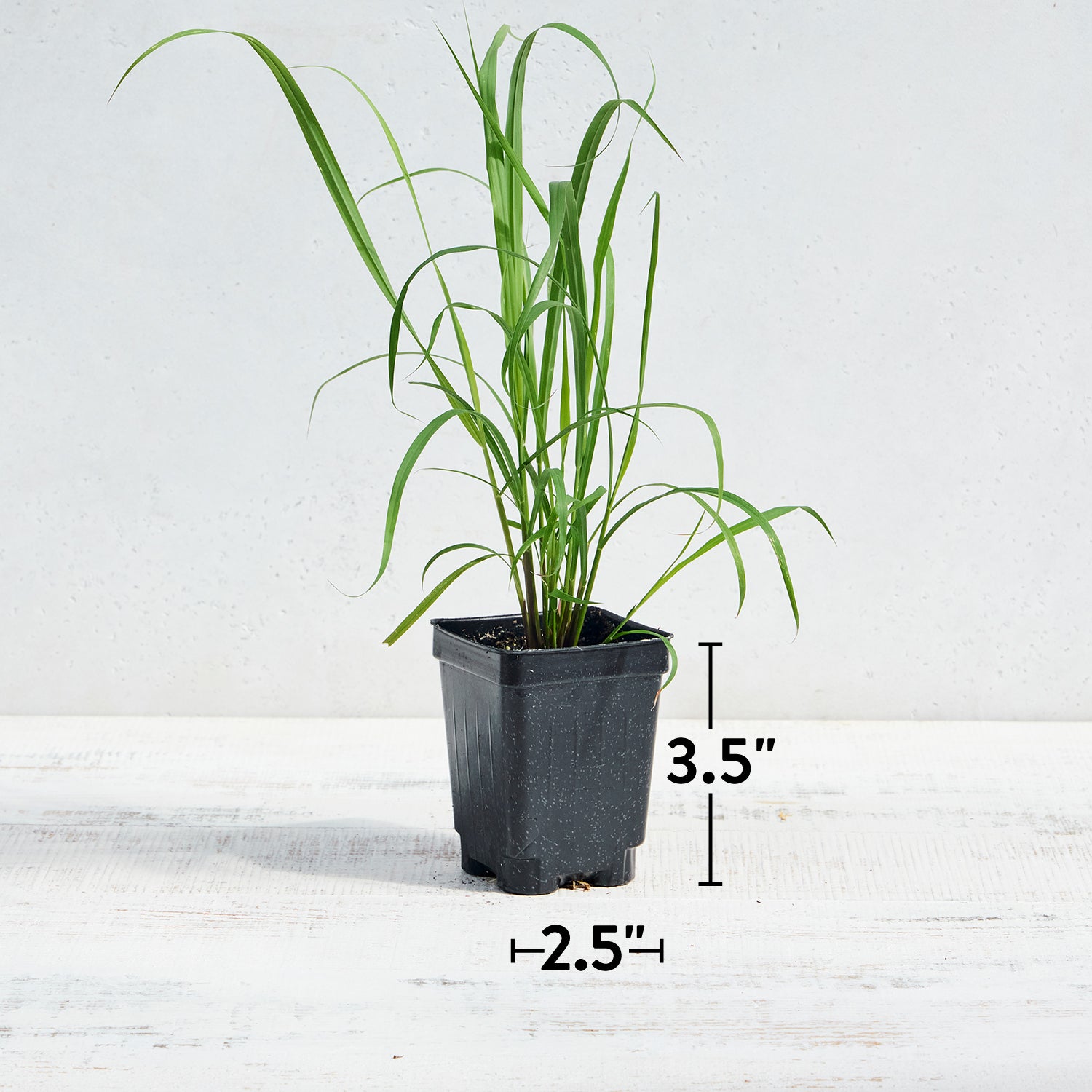 Lemongrass Herb