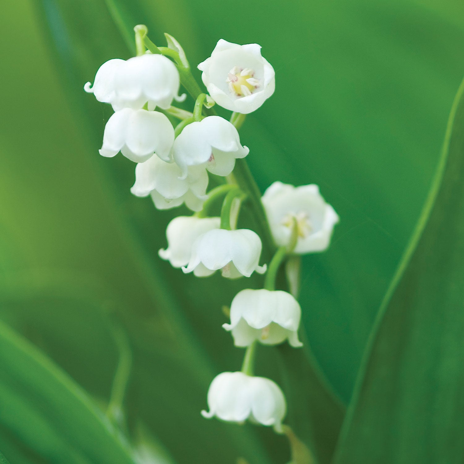 Lily of the Valley