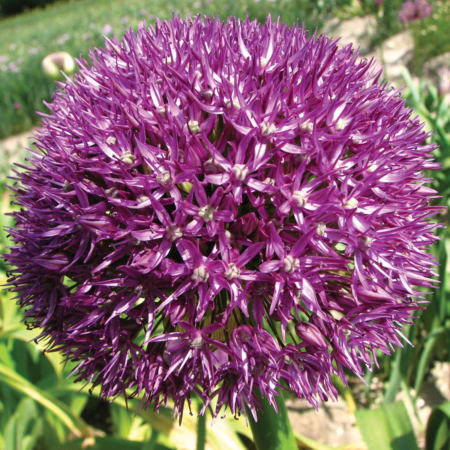 Pinball Wizard Allium Bulbs
