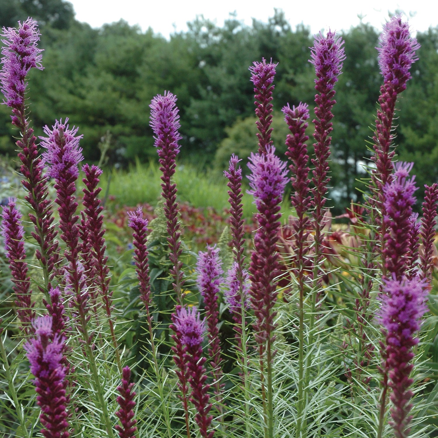 Floristan Violet Liatris Bare Root