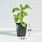 Serrata Basil