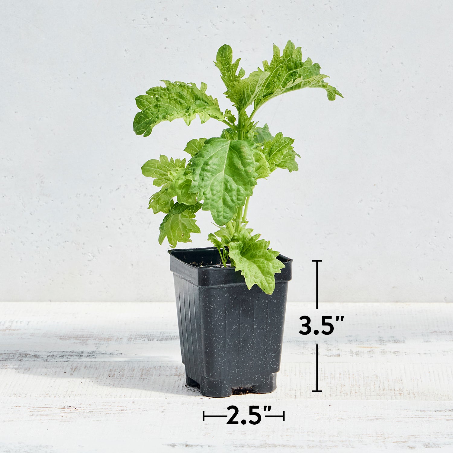 Serrata Basil