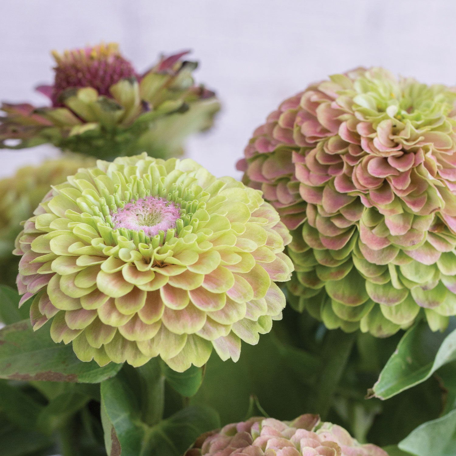 Queeny Lime with Blush Zinnia
