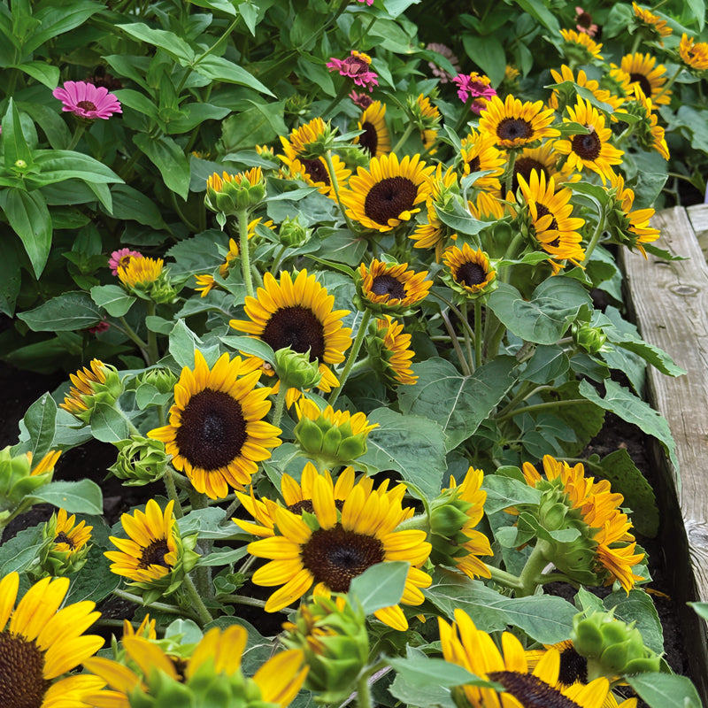 Kindergarten Sunflower